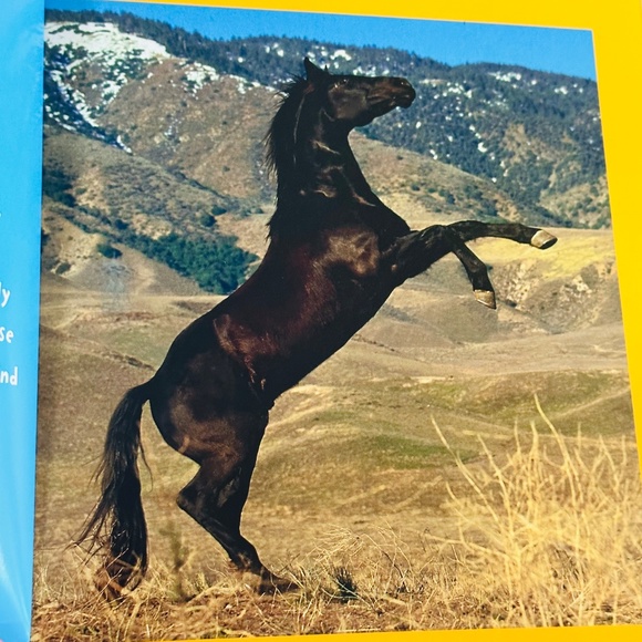 Who's Looking At You? Stephane Frattini Lift-the-Flap Picture Book - Picture 7 of 11